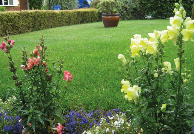 Lawn Haopper